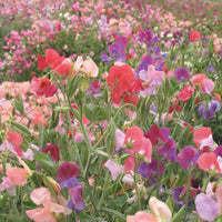 Sweet pea Lathyrus 'Old Spice' - Organic red-purple-white 2 m² - Vegetable seeds