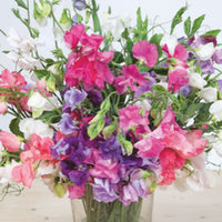 Sweet pea Lathyrus 'Spencer' - Organic red-purple-white 2 m² - Vegetable seeds