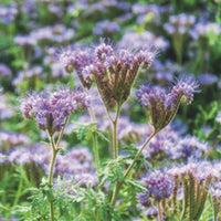 Lacy phacelia Phacelia tanacetifolia - Organic purple 0,5 m² - Flower seeds