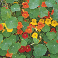 Nasturtium Tropaeolum majus - Organic yellow-red-orange 5 m² - Flower seeds