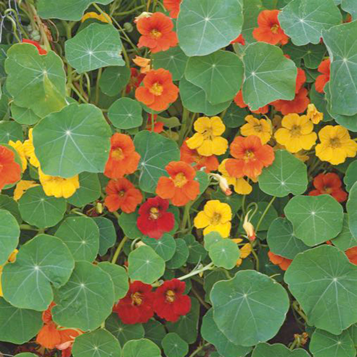 Nasturtium Tropaeolum majus - Organic yellow-red-orange 5 m² - Flower seeds