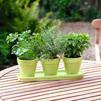 Kitchen herbs - Mix including green pots and tray - Herb seeds