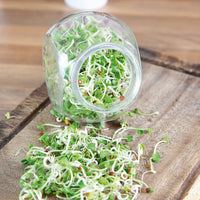 Sprout Daikon Raphanus - Organic including Cultivation set - Vegetable seeds