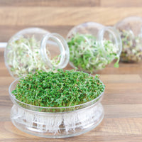 Sprout Rocket Eruca sativa - Organic including Cultivation set - Herb seeds