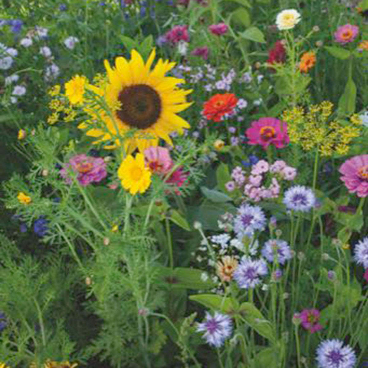 Summer flowers - Mix 1 m² - Flower seeds