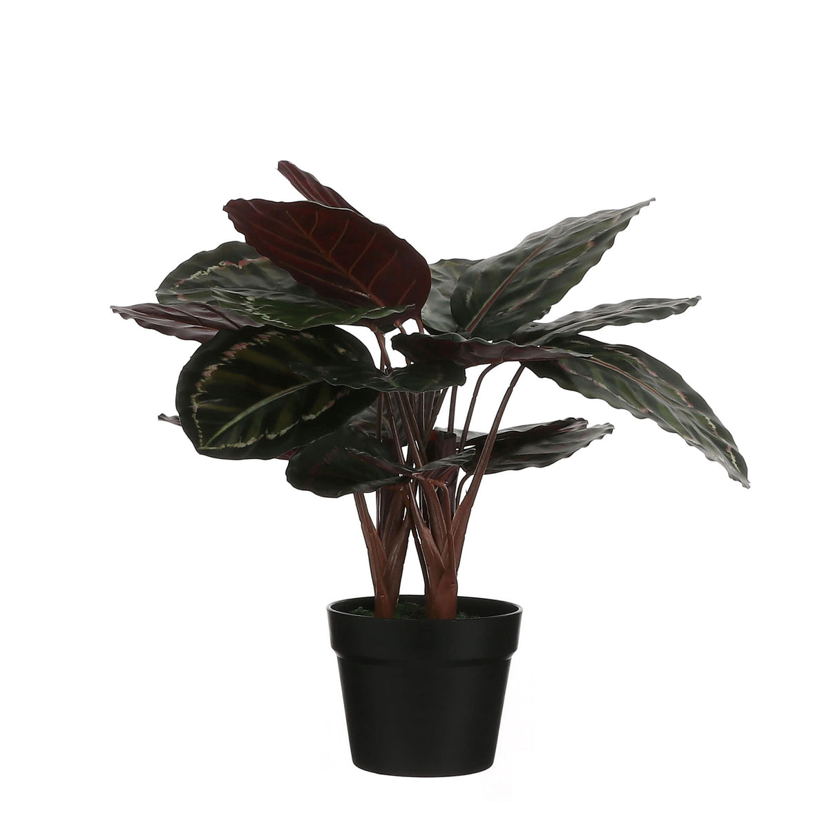 Artificial plant Calathea Incl. round plastic decorative pot