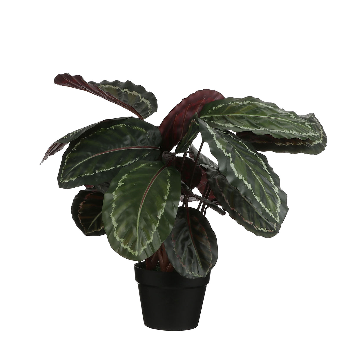 Artificial plant Calathea Incl. round plastic decorative pot