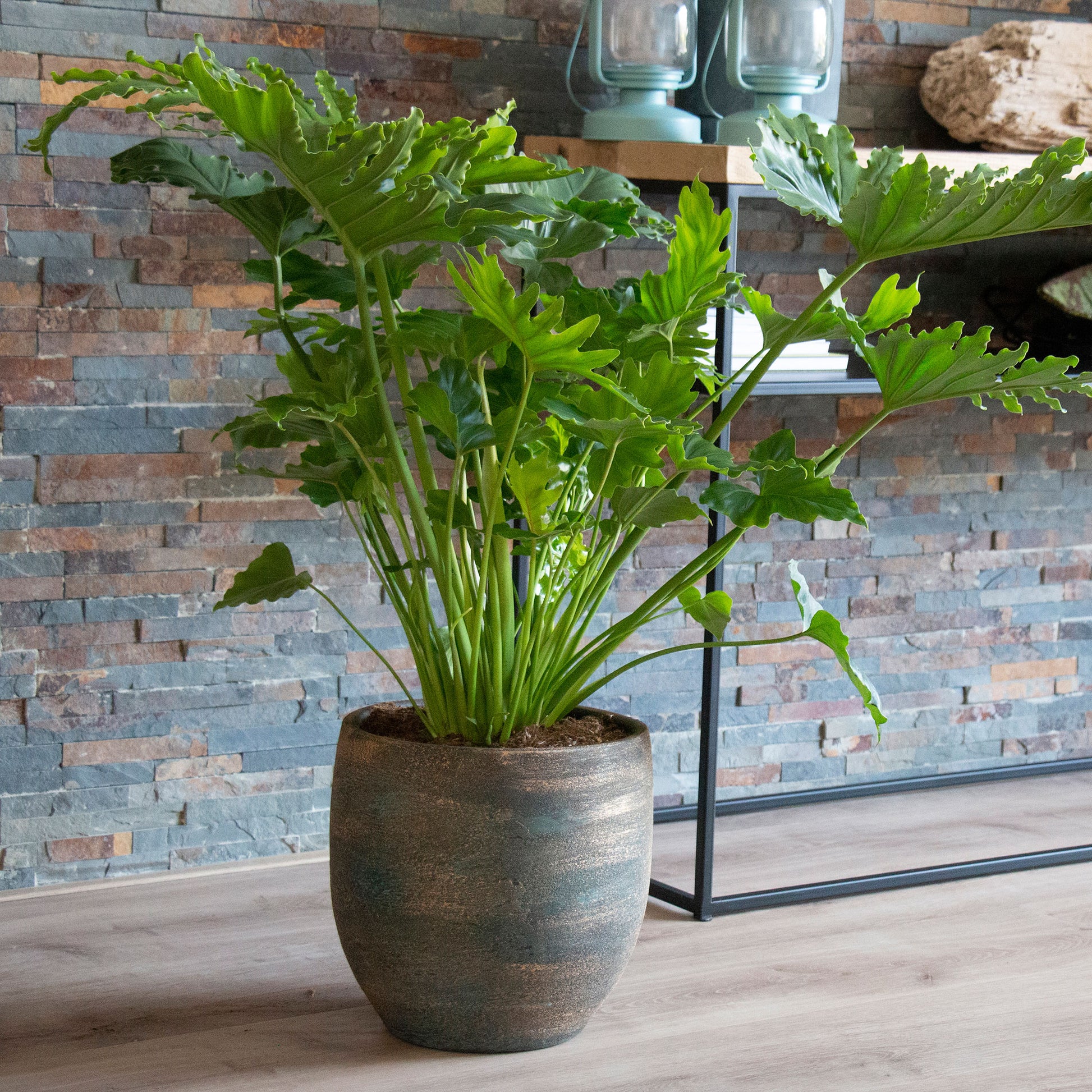 shangri-la philodendron Philodendron 'Shangri La'