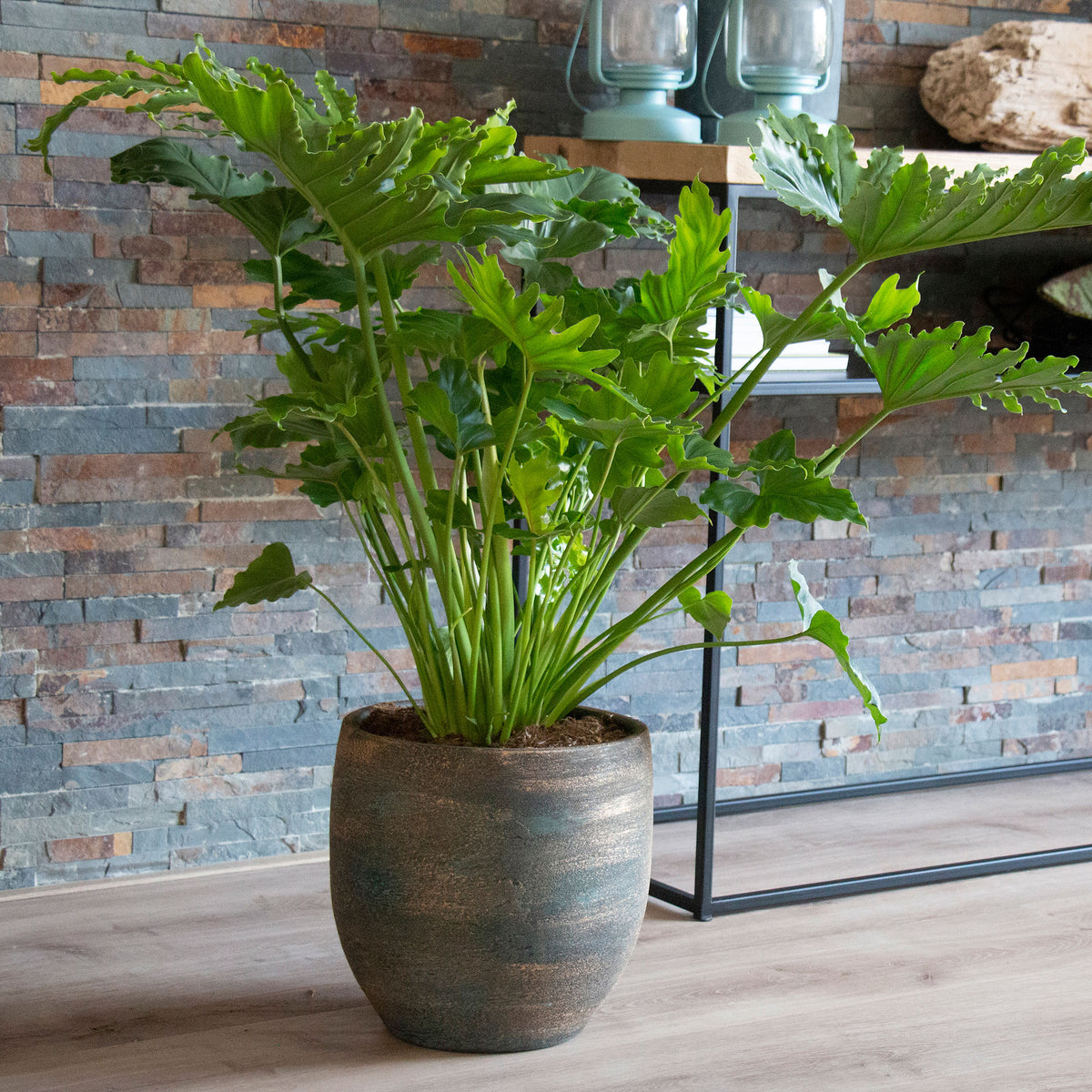 Philodendron 'Shangri La'