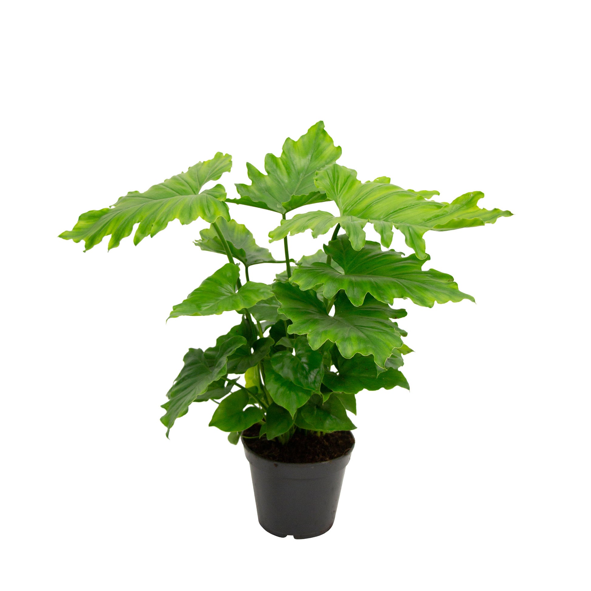 philodendron shangri la mature Buy house plants now Philodendron 'Shangri La'
