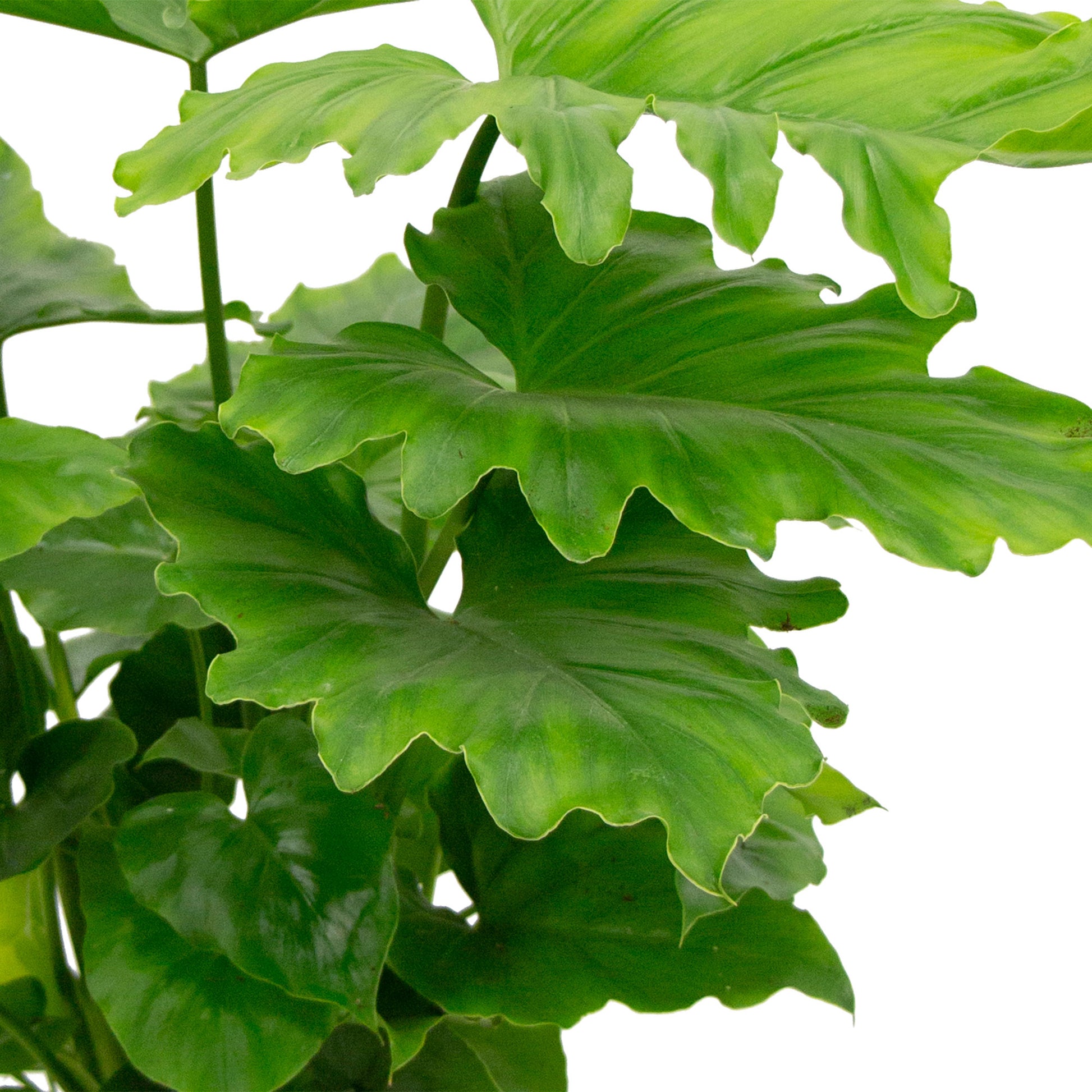 shangri-la split-leaf philodendron Philodendron 'Shangri La'