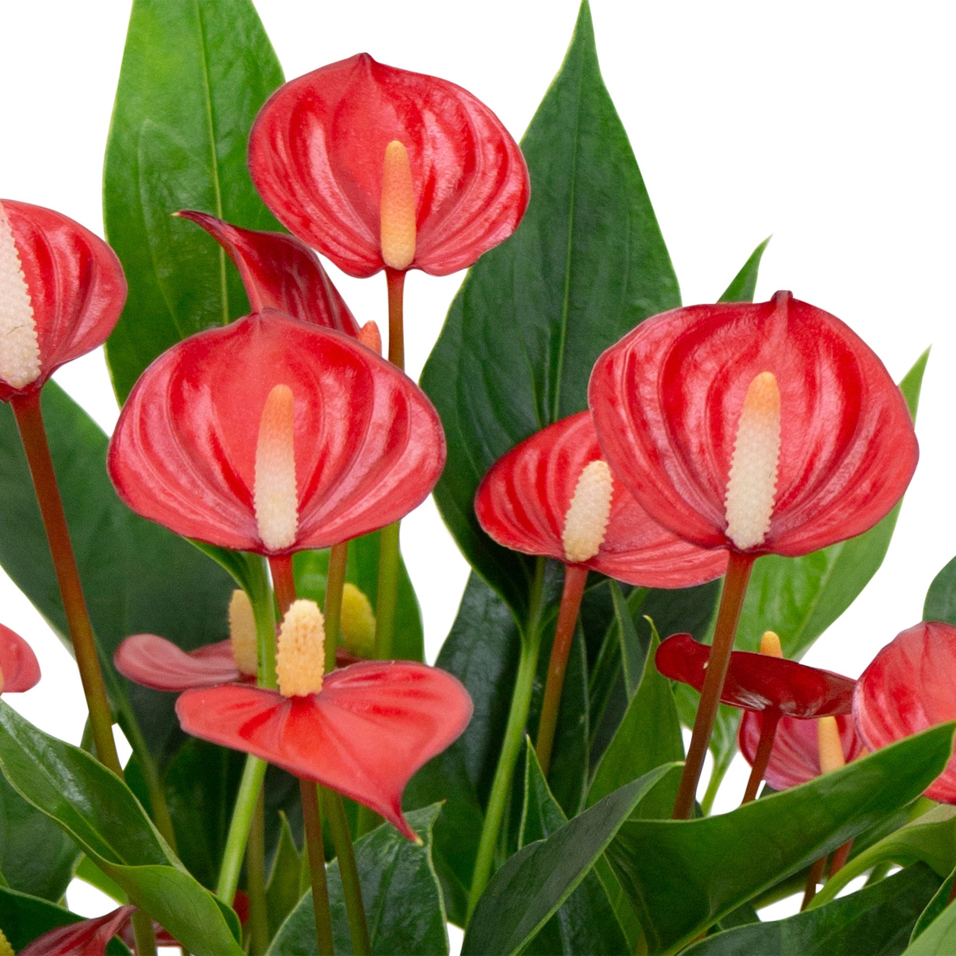 million flowers anthurium Buy house plants now Flamingo plant Anthurium 'Million Flowers' Red