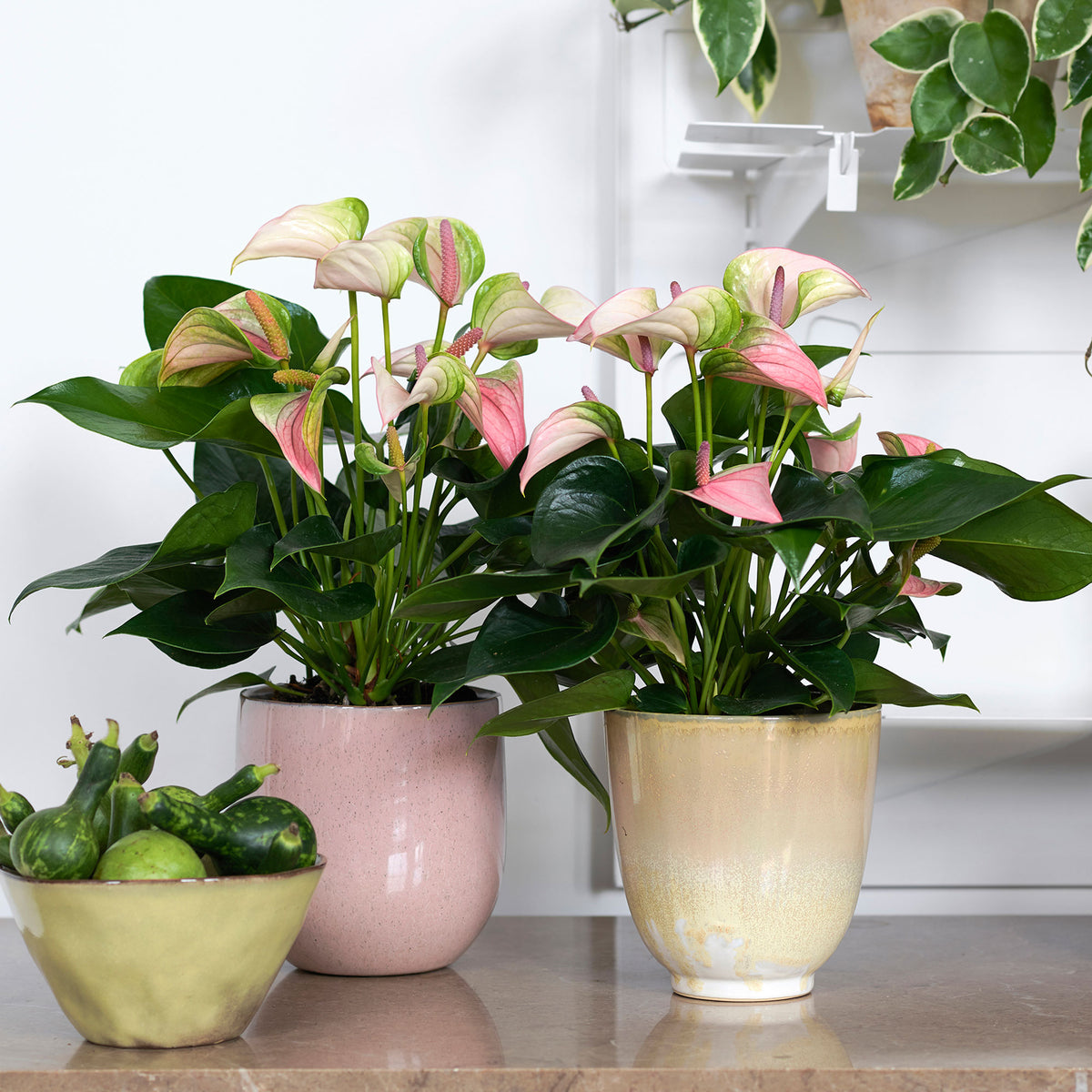 Flamingo plant Anthurium 'Joli Pulse' Pink-Green