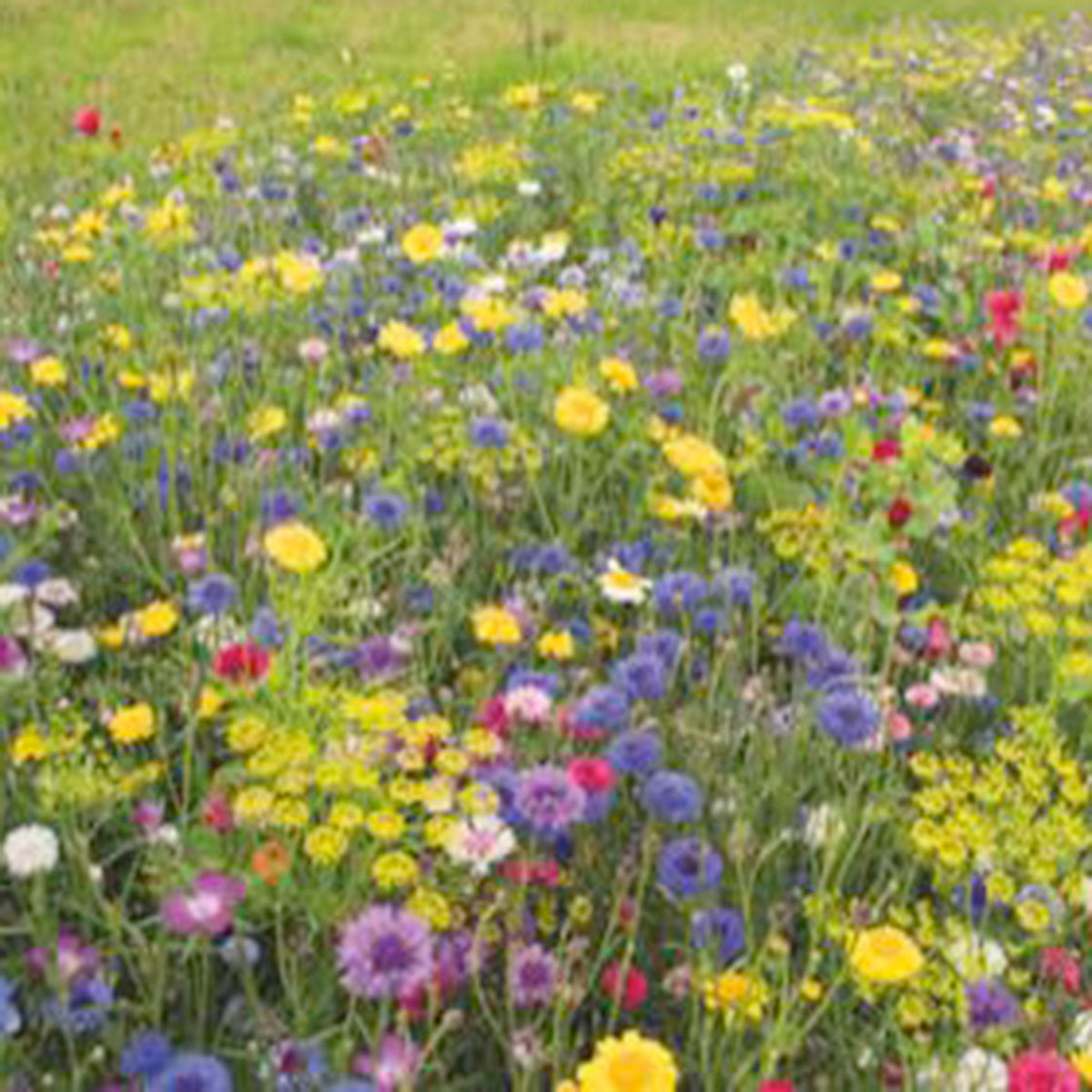 Cut flowers - Mix 1 m² - Flower seeds