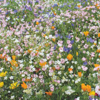 Bee-attracting flowers - Mix 15 m² - Flower seeds