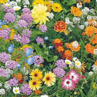 Bee-attracting flowers - Mix 15 m² - Flower seeds