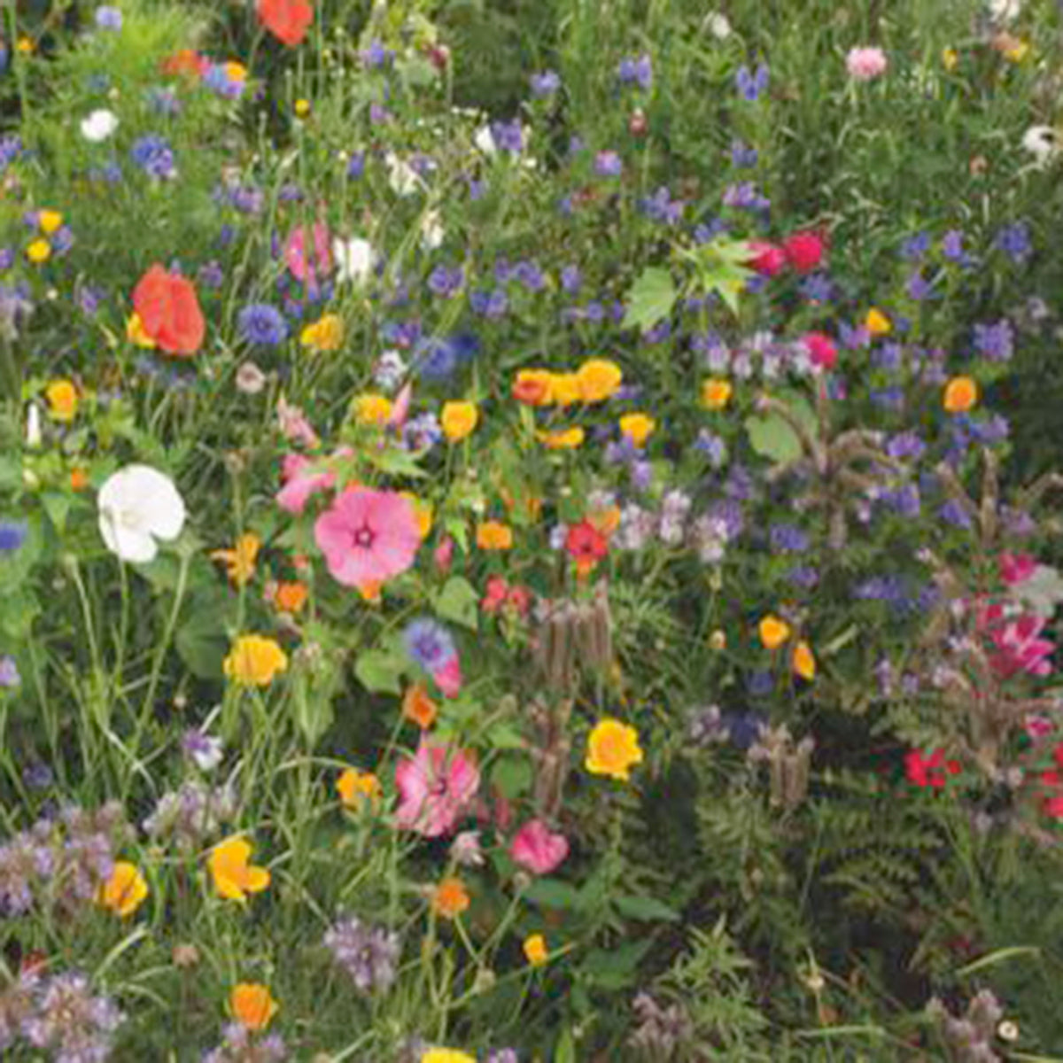 Butterfly-attracting flowers - Mix 3 m² - Flower seeds