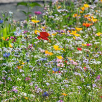 Flowers for lawn edges - Mix 2 m² - Flower seeds
