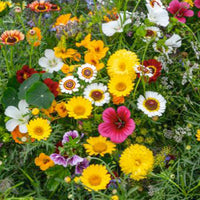 Edible flowers - Mix 2 m² - Flower seeds