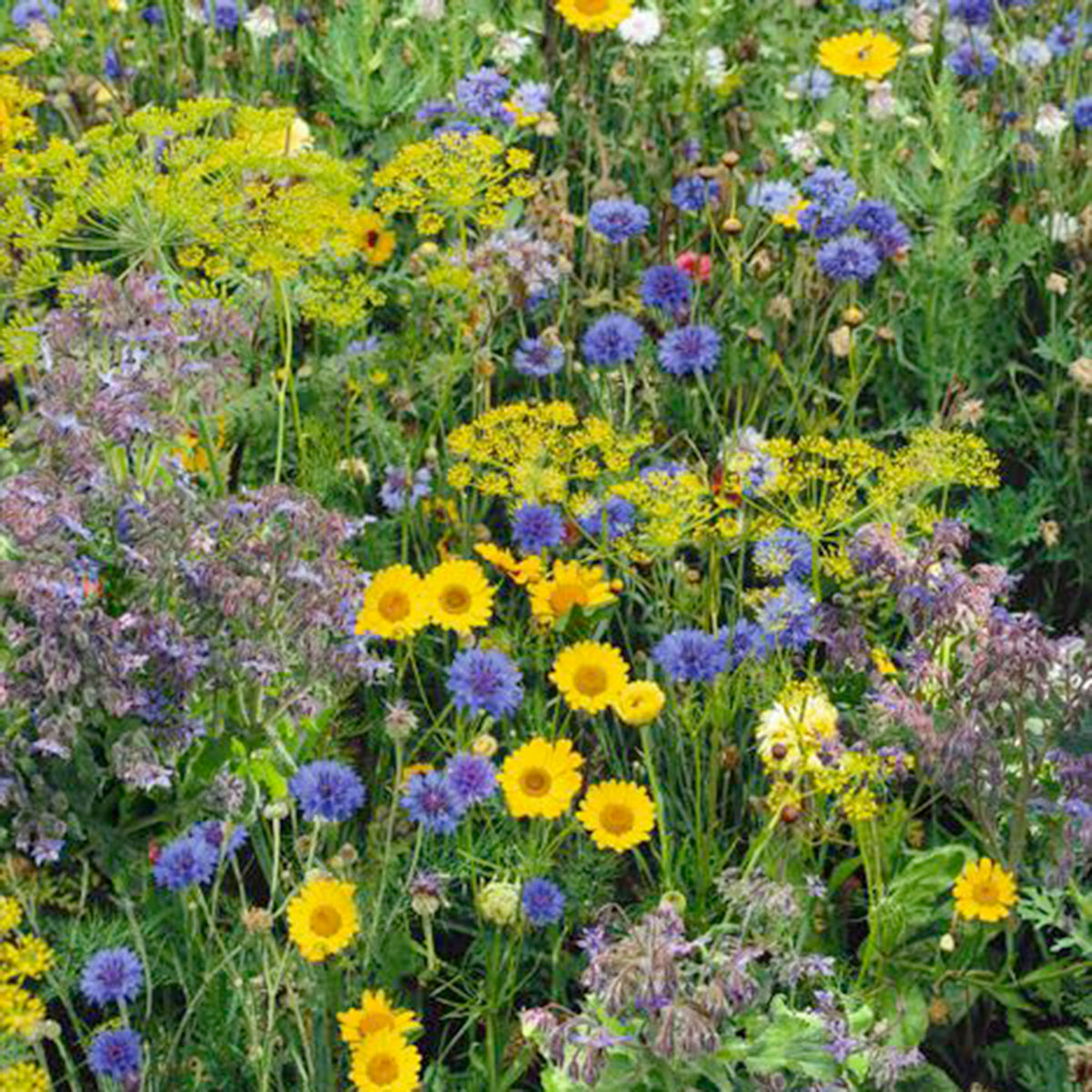 Bee-attracting flowers Mix - Organic 2 m² - Flower seeds