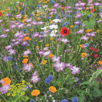 Wildflowers Mix - Organic 2 m² - Flower seeds
