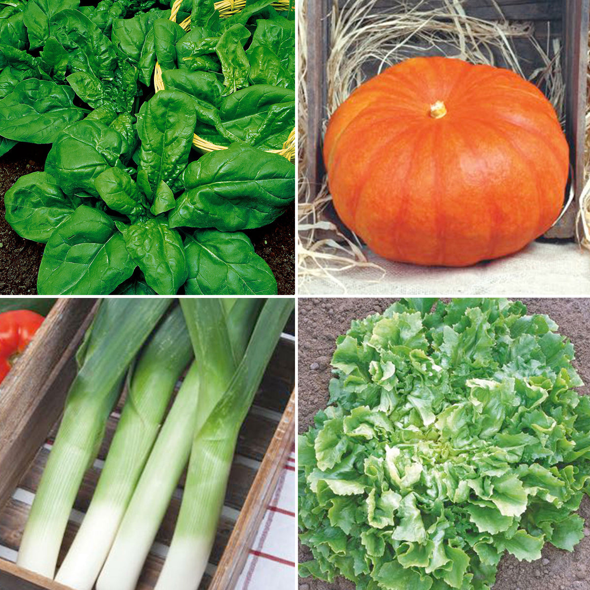 Autumnal Vegetable package 'Appetising Autumn' - Organic - Vegetable seeds