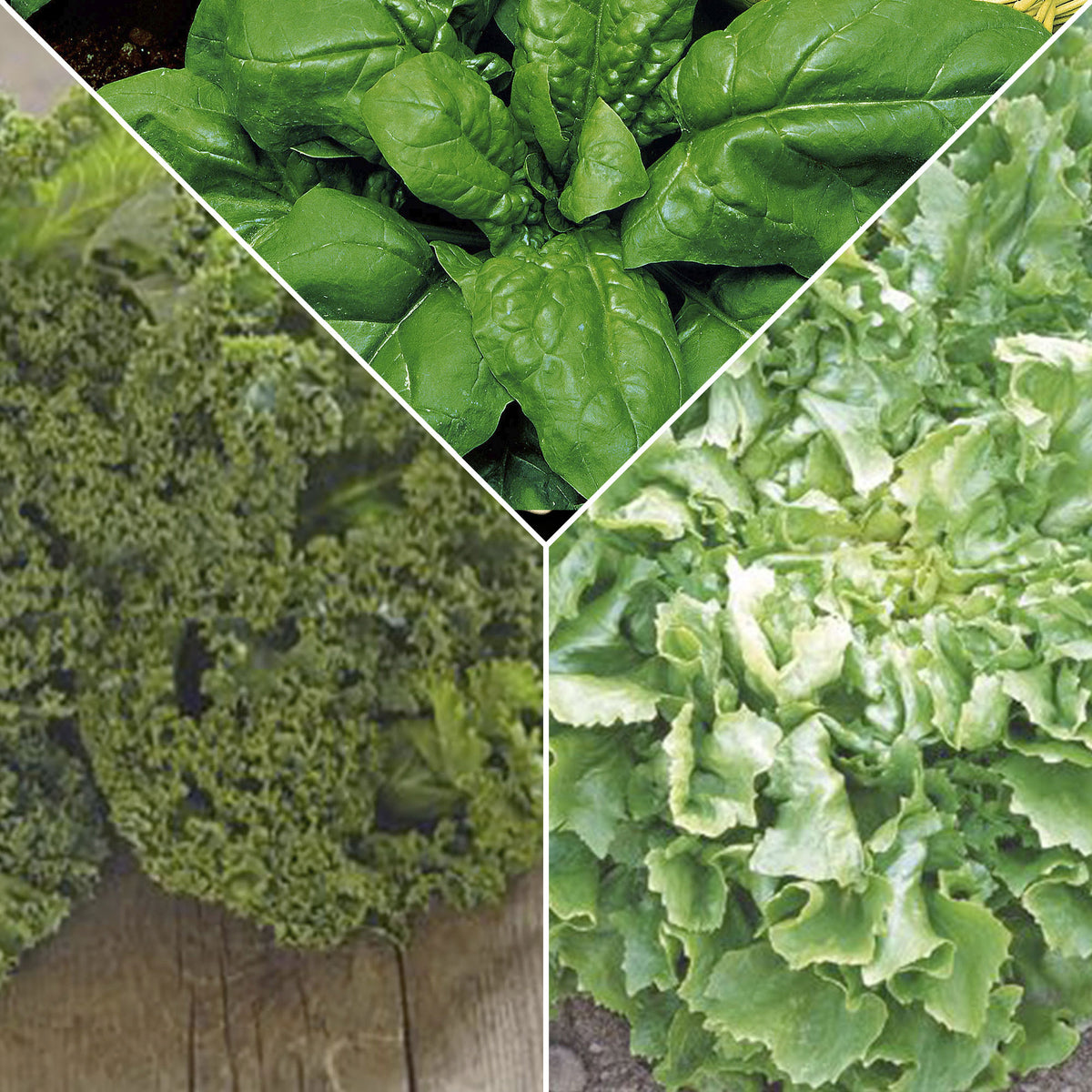 Green smoothie package 'Glowing Green' - Organic - Vegetable seeds