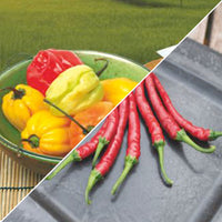 Pepper package 'Piquant Peppers' Capsicum - Vegetable seeds