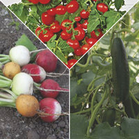 Snacking vegetable package 'Scrumptious Snacking' - Vegetable seeds