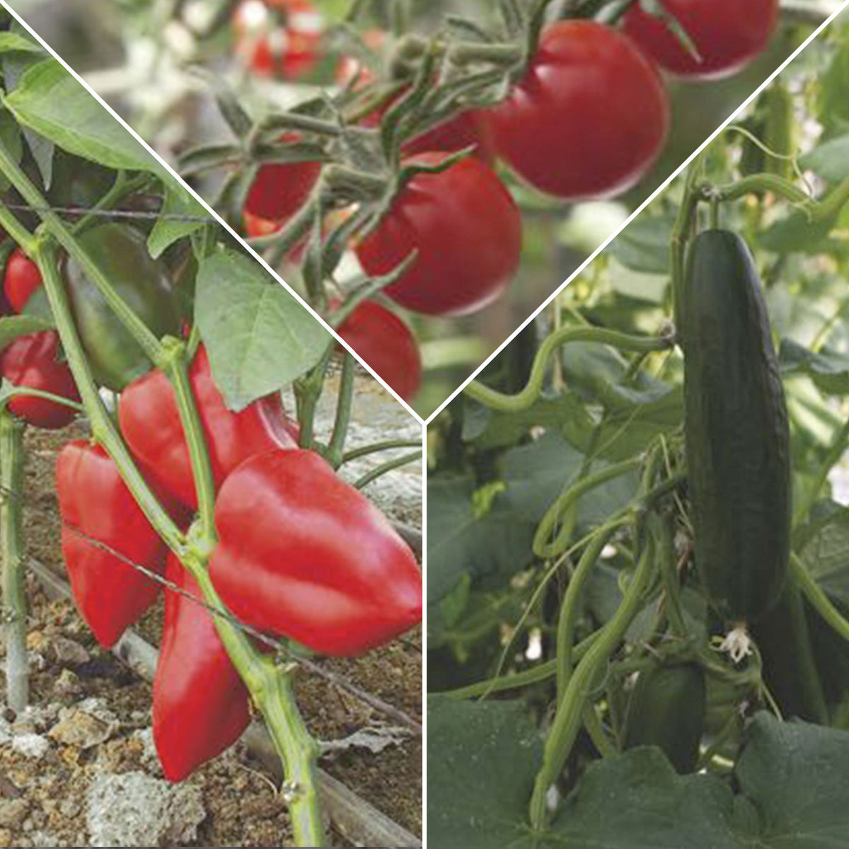 Balcony vegetable package 'Balcony Bounty' - Organic - Vegetable seeds