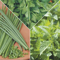 Herb package 'Hearty Herbs' - Herb seeds