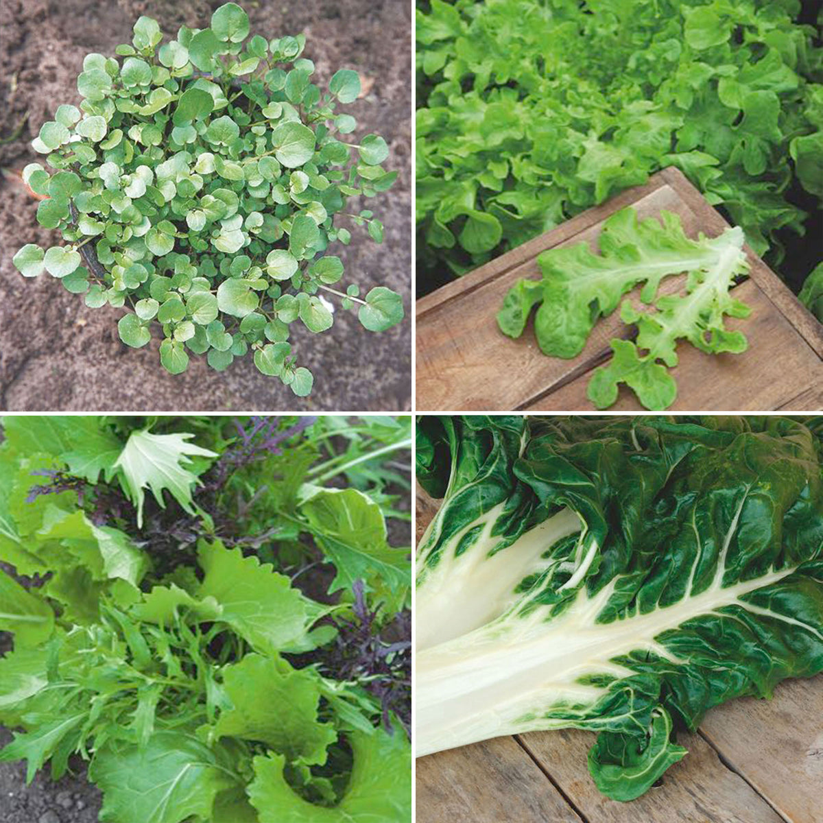 Cut-and-come-again vegetable package 'Picker’s Paradise' - Organic - Vegetable seeds