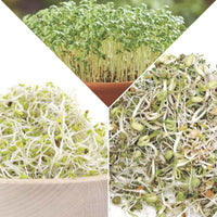 Sprout package 'Sprouting Strong' - Organic - Vegetable seeds