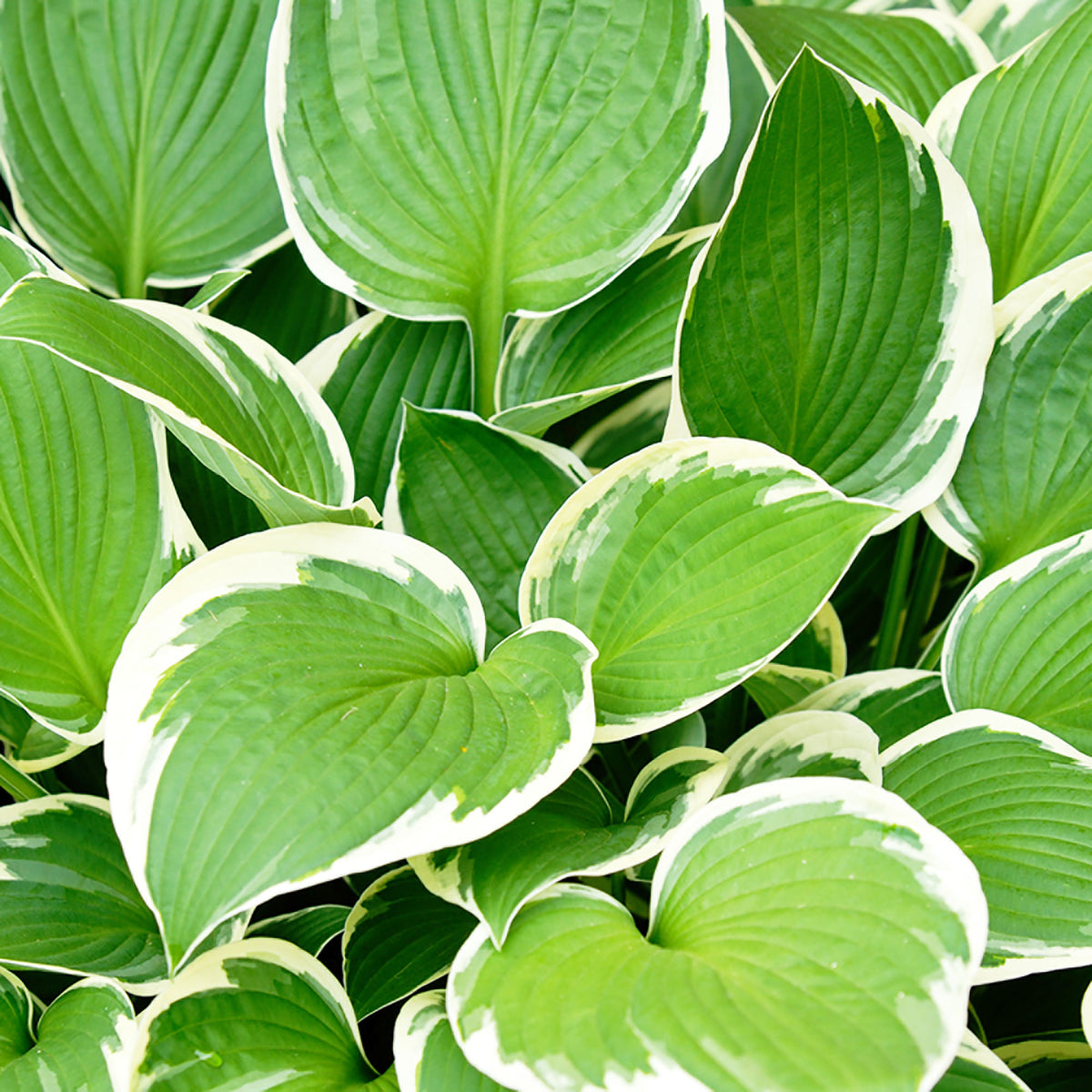 Plantain lily hosta 'Patriot' Green-White - Bio - Hardy plant