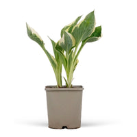 Plantain lily hosta 'Patriot' Green-White - Bio - Hardy plant