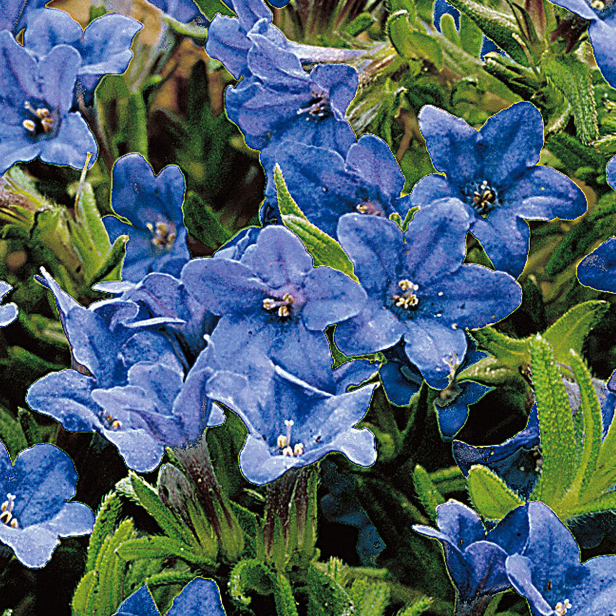 Cromwell Lithodora 'Heavenley Blue' Blue - Bio - Hardy plant