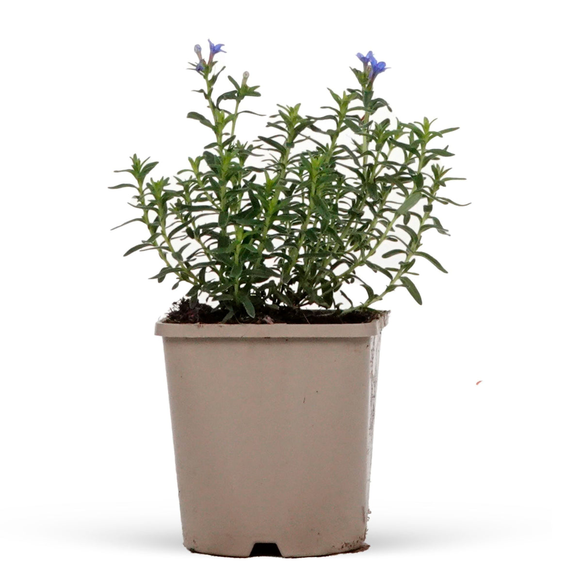 Cromwell Lithodora 'Heavenley Blue' Blue - Bio - Hardy plant