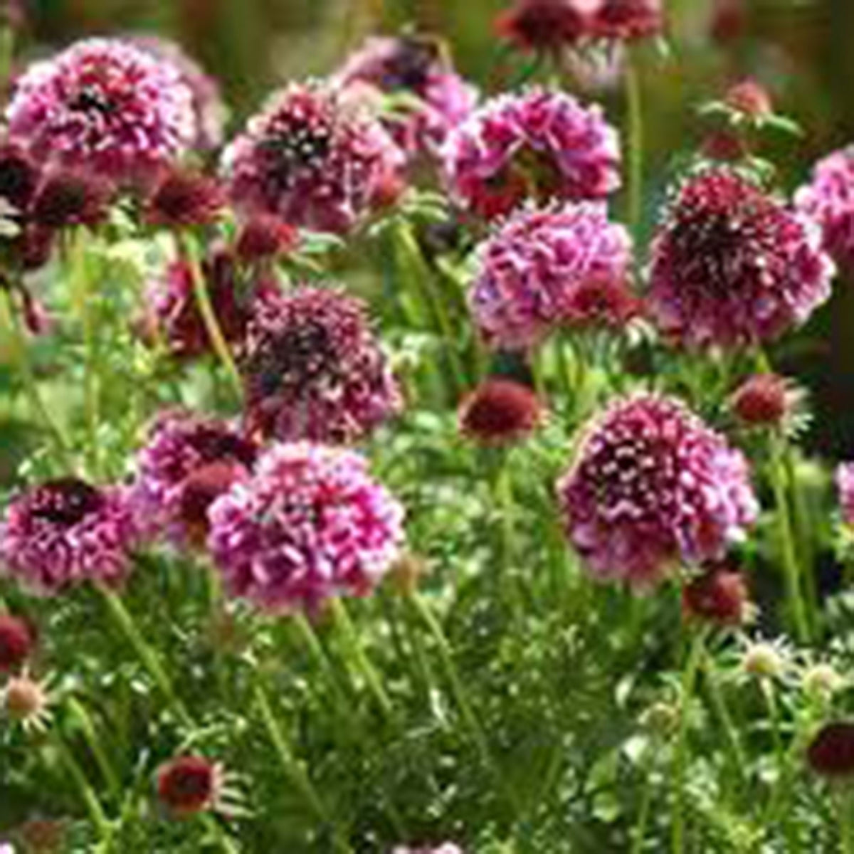 Pincushion flower Scabiosa 'Barocca' Purple-Black - Bio - Hardy plant
