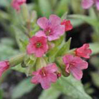 Lungwort Pulmonaria 'Bubblegum' Pink - Bio - Hardy plant