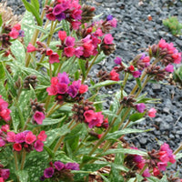 Lungwort Pulmonaria 'Raspberry Splash' Pink-Red - Bio - Hardy plant