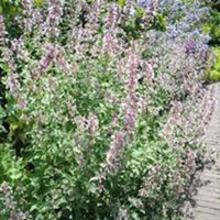 Catmint Nepeta 'Dawn To Dusk' Pink - Bio - Hardy plant