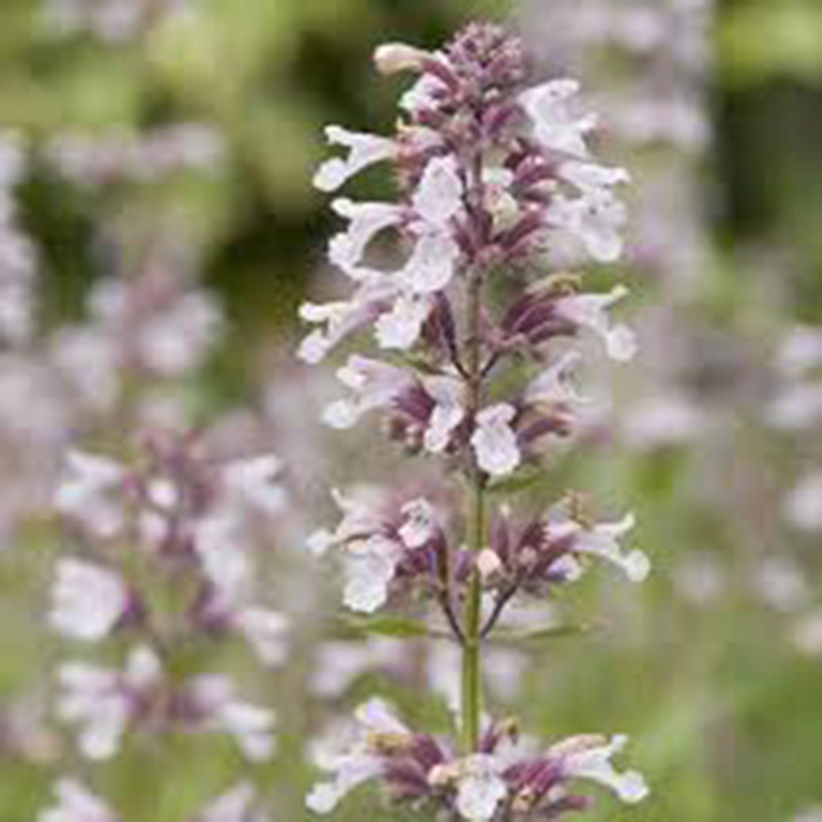Catmint Nepeta 'Dawn To Dusk' Pink - Bio - Hardy plant