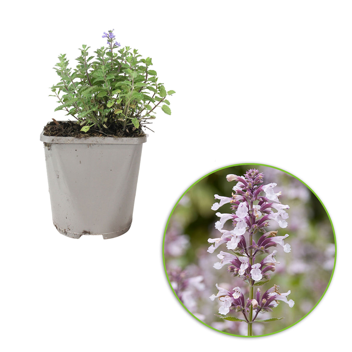 Catmint Nepeta 'Dawn To Dusk' Pink - Bio - Hardy plant