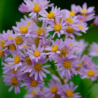 Autumn aster ageratoides 'Stardust' Purple - Hardy plant