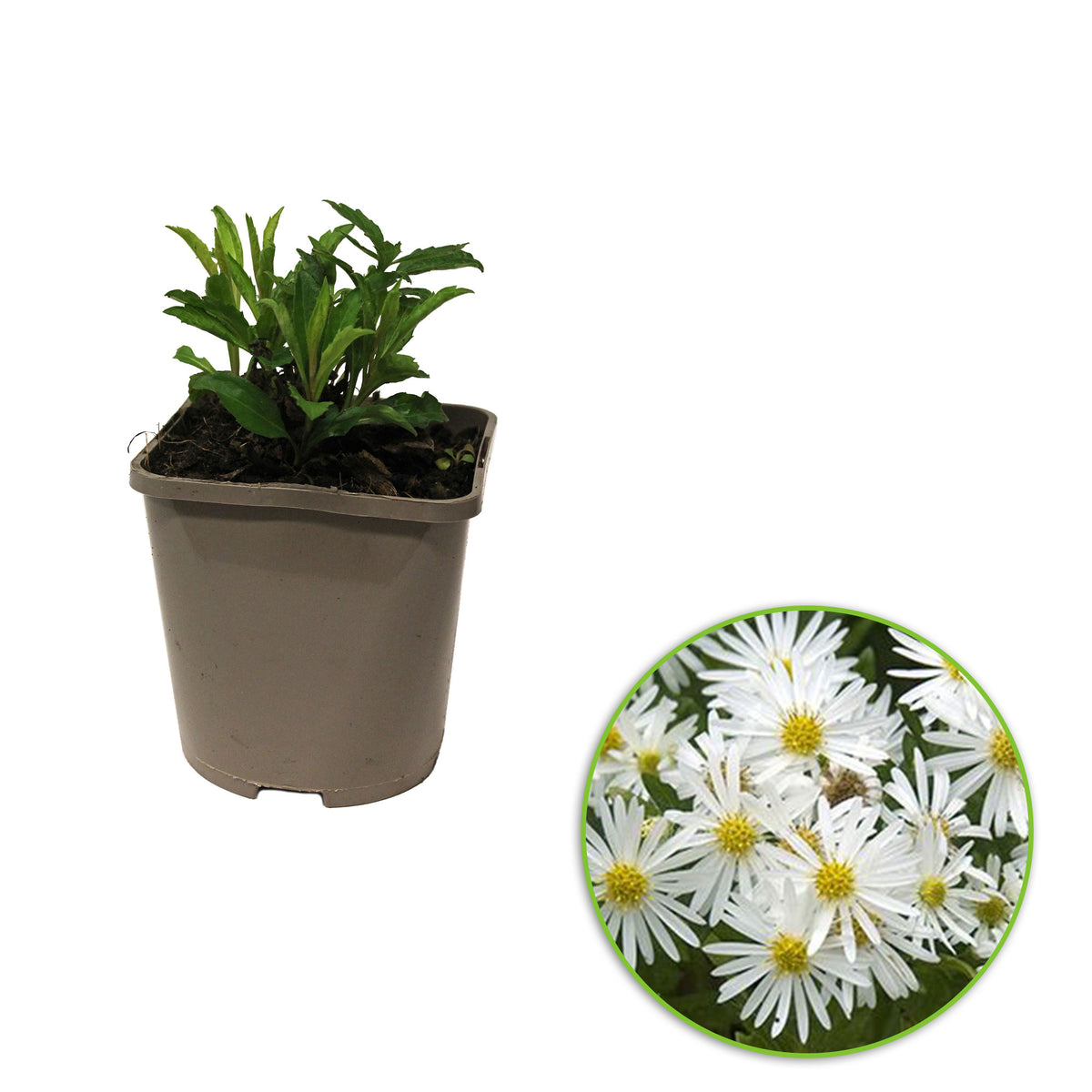 Autumn aster ageratoides 'Ashvi' White - Bio - Hardy plant