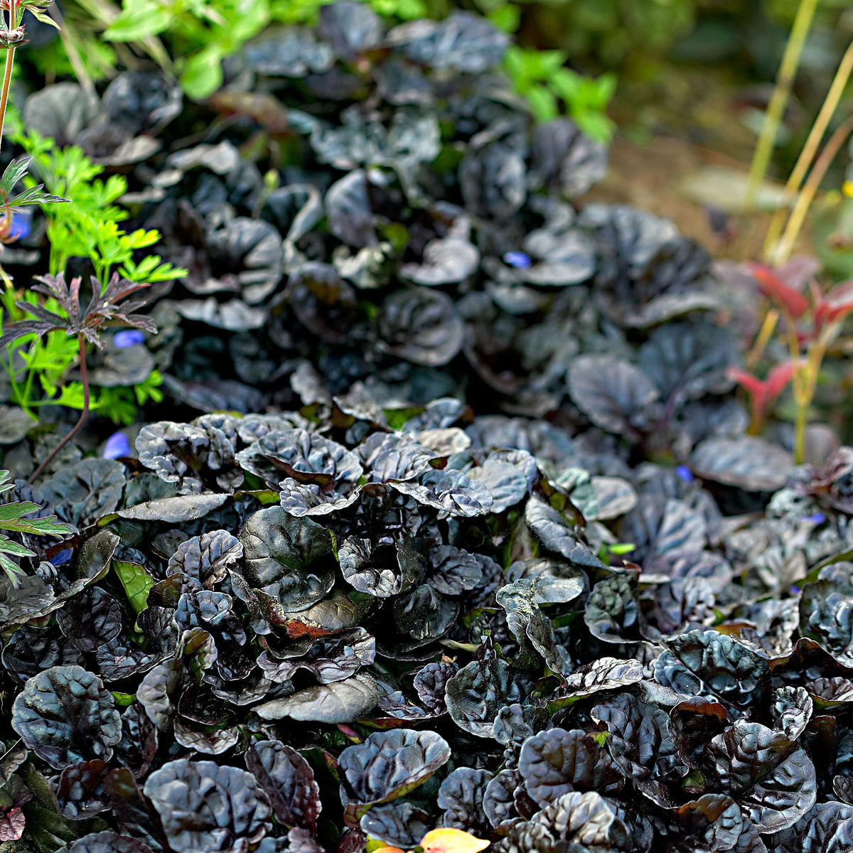 Bugleherb Ajuga 'Burgundy Glow' Blue-Purple - Bio - Hardy plant