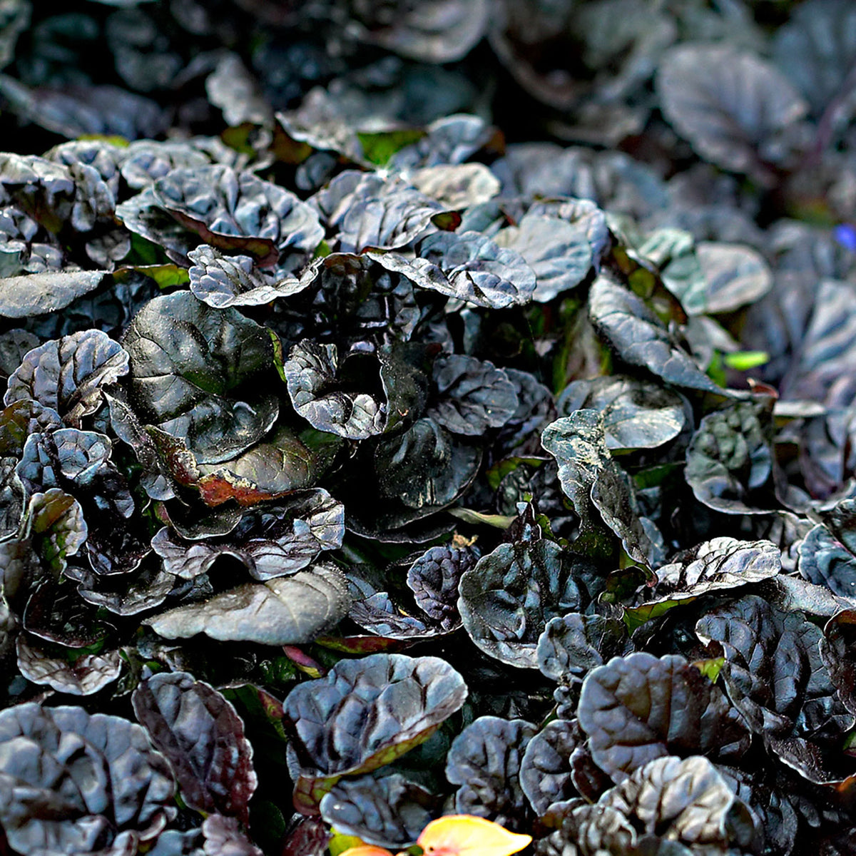 Bugleherb Ajuga 'Burgundy Glow' Blue-Purple - Bio - Hardy plant