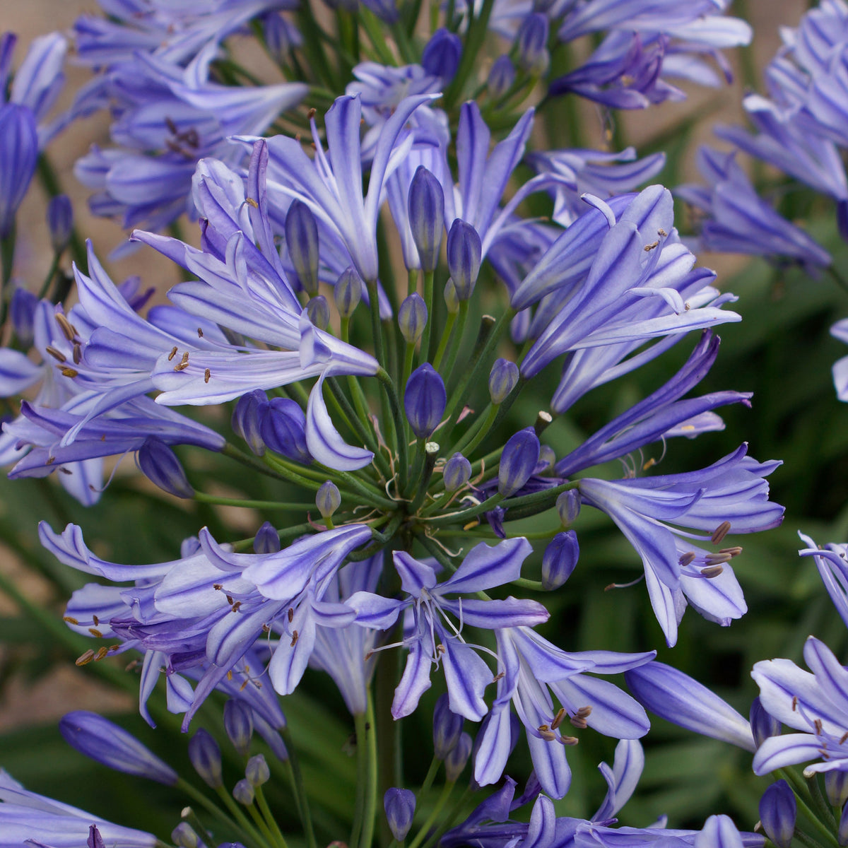 African lily Agapanthus 'Charlotte' Blue - Bio