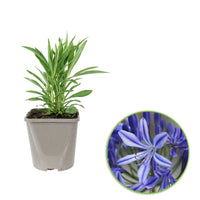 African lily Agapanthus 'Charlotte' Blue - Bio
