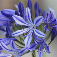 African lily Agapanthus 'Charlotte' Blue - Bio